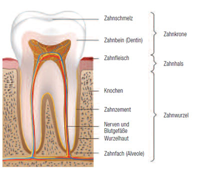 Quarree Dental Endodontie